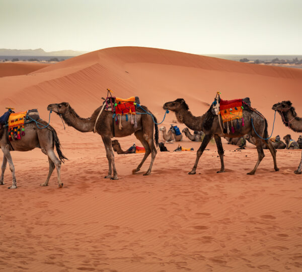 Marocco Desert Tour